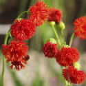 Tofsblomster 'Scarlet Magic', Eldröda, täta borstlika småblommor