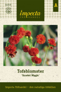 Tofsblomster 'Scarlet Magic', Eldröda, täta borstlika småblommor