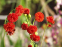 Tofsblomster 'Scarlet Magic', Eldröda, täta borstlika småblommor