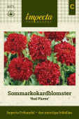 Sommarkokardblomster 'Red Plume'