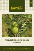 Monarkballongbuske 'Hairy Balls' Impecta fröpåse