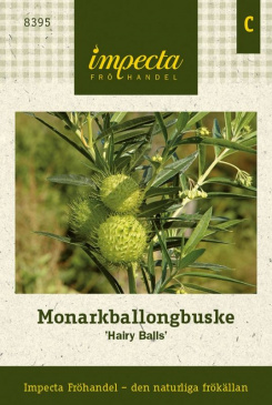Monarkballongbuske 'Hairy Balls' Impecta fröpåse