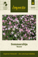 Sommarslöja ''''Rosea''''. Graciösa småblommor i ljusrosa till vitt, i luftiga s