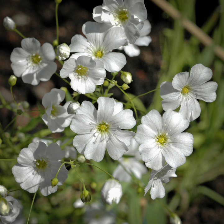 Vit Sommarslöja 'Covent Garden', vita, graciösa småblommor. Buskigt växtsätt.