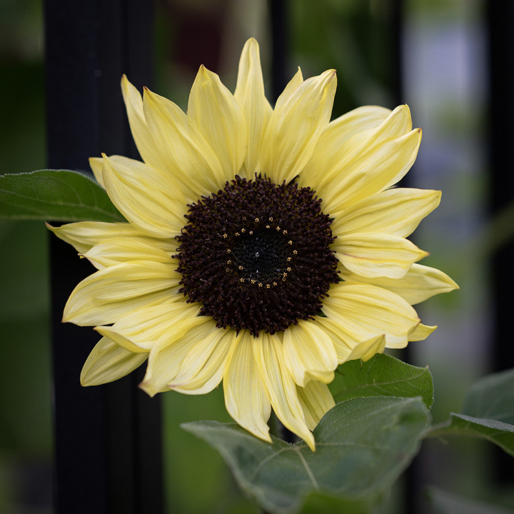 Solros 'Valentine', stora blommor på varje planta, ljust solgula med svart mitt.