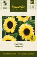 Solros 'Valentine', stora blommor på varje planta, ljust solgula med svart mitt.
