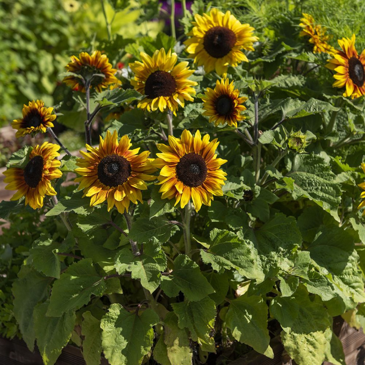 Solros F1 'Rio Carnival' praktfull blomma i rött och gult