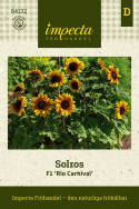 Solros F1 'Rio Carnival' praktfull blomma i rött och gult