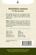 Solros F1 'Rio Carnival' praktfull blomma i rött och gult