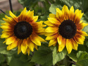 Solros F1 'Rio Carnival' praktfull blomma i rött och gult