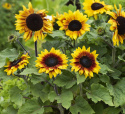 Solros F1 'Rio Carnival' praktfull blomma i rött och gult