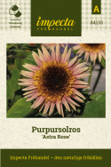 Purpursolros 'Astra Rose', spetsiga kronblad i en läcker kombination av champagne och olika nyanser av rosé.