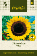 Jättesolros 'Titan', solgula blommor med enorm mittdisk.