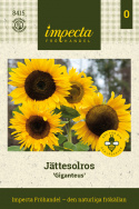 Jättesolros 'Giganteus', Gammaldags hög solros med stora, guldgula blommor.
