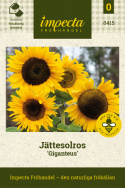 Jättesolros 'Giganteus', Gammaldags hög solros med stora, guldgula blommor.