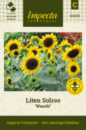 Solros 'Waooh!', stora, djupt gröna blad. Guldgula blommor med mörk mitt.