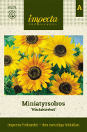 Miniatyrsolros 'Höstskönhet', blommor i brons, röda och gula nyanser.