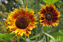 Solros F1 'Shock-O-Lat', Chokladbruna till roströda blommor med klargula spetsar