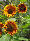 Solros F1 'Shock-O-Lat', Chokladbruna till roströda blommor med klargula spetsar