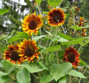 Solros F1 'Shock-O-Lat', Chokladbruna till roströda blommor med klargula spetsar
