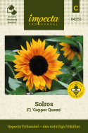 Solros F1 'Copper Queen', Stora, guldgula blommor med kopparröd toning.