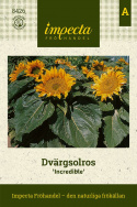 Dvärgsolros 'Incredible', låg, stora, gula blommor, många mindre på sidoskott. 