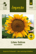Dvärgsolros 'Incredible', låg, stora, gula blommor, många mindre på sidoskott. 