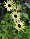 Miniatyrsolros 'Italian White', Elfenbensvita till cremegula blommor, mörk mitt.
