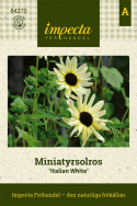 Miniatyrsolros 'Italian White', Elfenbensvita till cremegula blommor, mörk mitt.