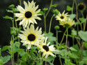 Miniatyrsolros 'Italian White', Elfenbensvita till cremegula blommor, mörk mitt.