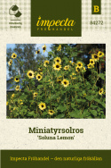 Miniatyrsolros 'Soluna Lemon', graciös med solgula blommor på kortare stjälkar.