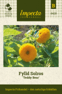 Fylld Solros 'Teddy Bear', dubbla klargula blommor på flergrenande plantor.