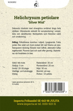 Rabatteternell 'Silver Mist' odlingsanvisning