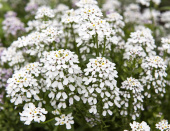 Blomsteriberis 'White Pinnacle'