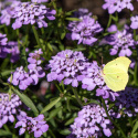 Roseniberis 'Lilac', Ljust syrenlila, doftande blommor i generösa mängder. 
