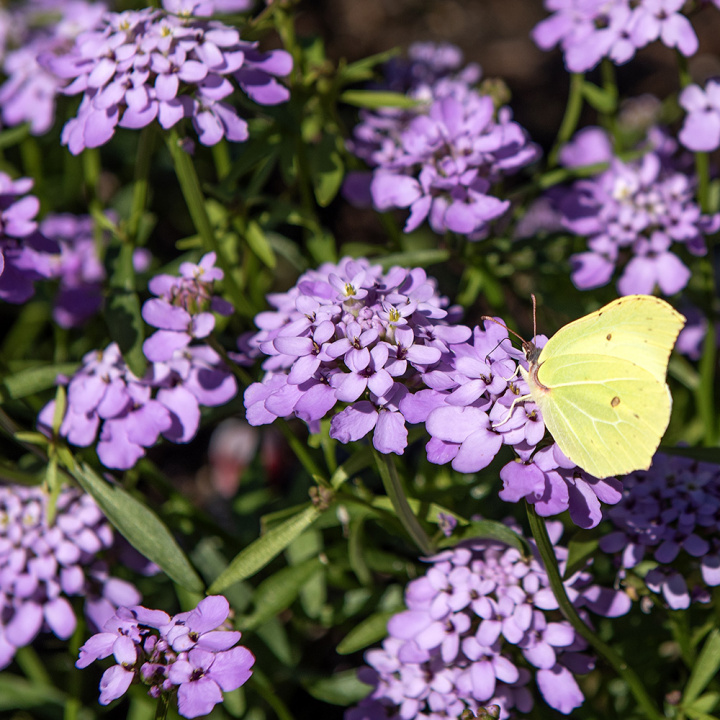 Roseniberis 'Lilac', Ljust syrenlila, doftande blommor i generösa mängder. 