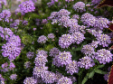 Roseniberis 'Lilac', Ljust syrenlila, doftande blommor i generösa mängder. 