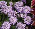 Roseniberis 'Lilac', Ljust syrenlila, doftande blommor i generösa mängder. 