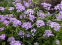 Roseniberis 'Lilac', Ljust syrenlila, doftande blommor i generösa mängder. 