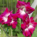 Dubbel Kejsarvinda 'Sunrise Serenade', Neonröda, heldubbla blommor med vit mitt.