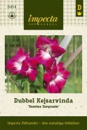 Dubbel Kejsarvinda 'Sunrise Serenade', Neonröda, heldubbla blommor med vit mitt.
