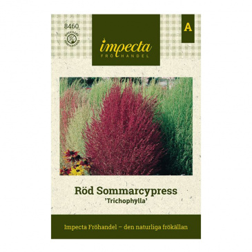 Röd Sommarcypress 'Trichophylla'