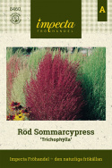 Röd Sommarcypress 'Trichophylla', Först fräscht ljusgrön, senare varmt rödgrön.