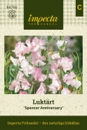 Luktärt 'Spencer Anniversary', Gräddvita med rosaschatterade, krusade kronblad.