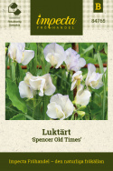 Luktärt 'Spencer Old Times', Ljuvt cremegula till gräddvita blommor med lavendelblå schattering.