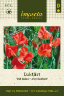 Luktärt 