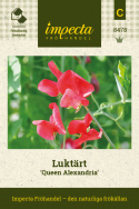 Luktärt ''Queen Alexandria'' Engelsk juvel, mängder av stora, karminröda blommor
