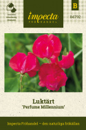 Luktärt 'Perfume Millennium', Stora, hallonröda blommor med vågigt segel.