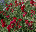 Luktärt 'Perfume Millennium', Stora, hallonröda blommor med vågigt segel.
