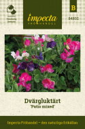 Dvärgluktärt 'Patio Mixed', väldoftande blommor i rött, rosa, blått och vitt.